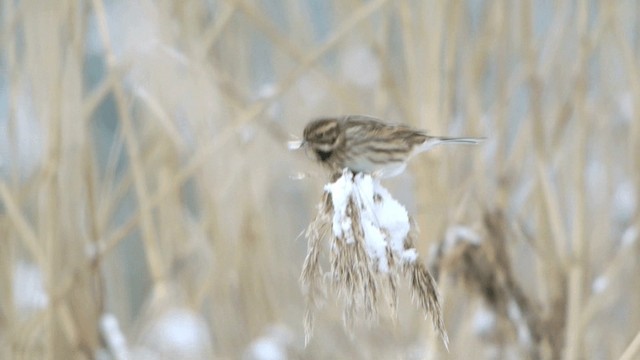 Тростниковая овсянка - ML201234861