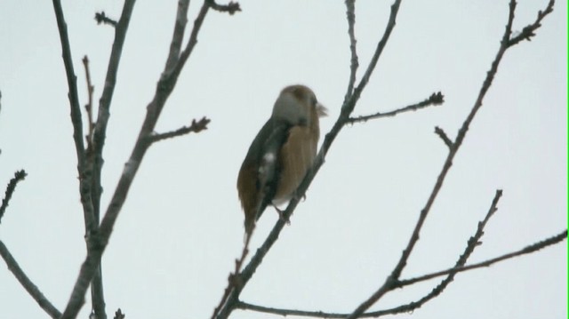 Hawfinch - ML201234881