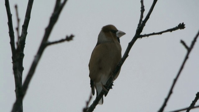 Hawfinch - ML201234891