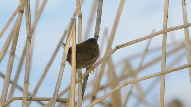 Eurasian Wren (Eurasian) - ML201234901