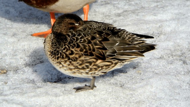 Green-winged Teal (Eurasian) - ML201234991