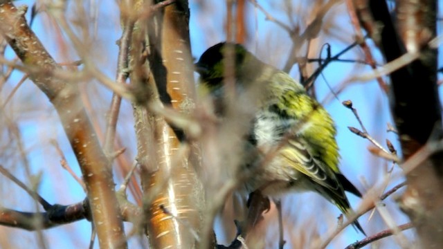 Eurasian Siskin - ML201235001