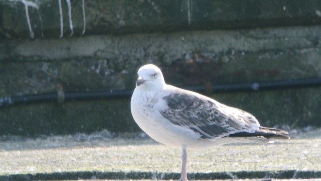 Great Black-backed Gull - ML201235071