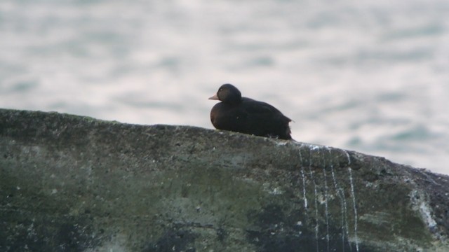 Common Scoter - ML201235081