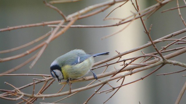 Eurasian Blue Tit - ML201235101