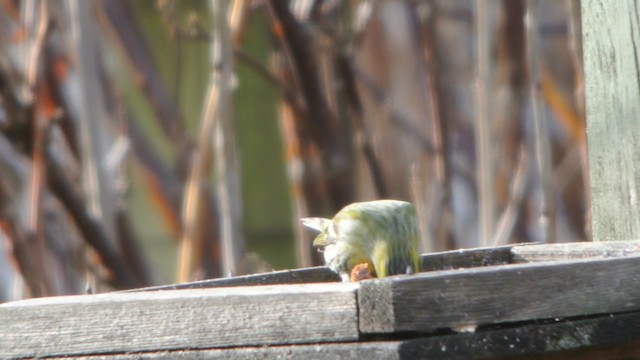 Eurasian Siskin - ML201235111