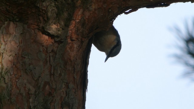 Eurasian Nuthatch (Western) - ML201235121