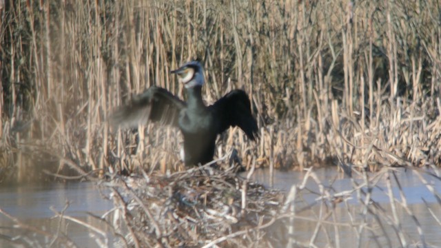 Great Cormorant (Eurasian) - ML201235141