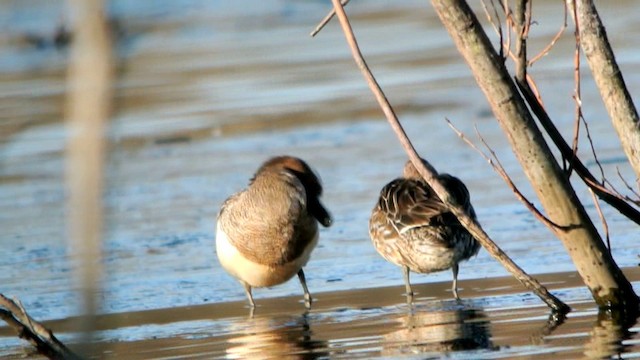 Garganey - ML201235191