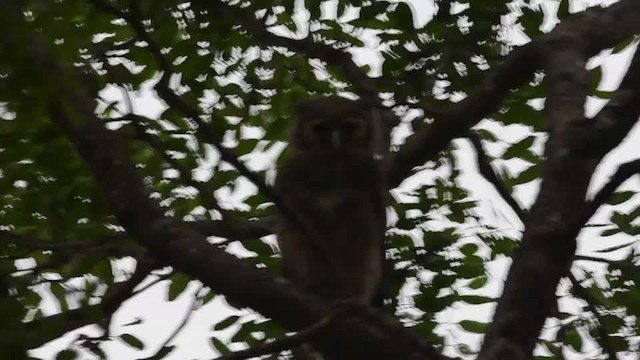 クロワシミミズク - ML201235301