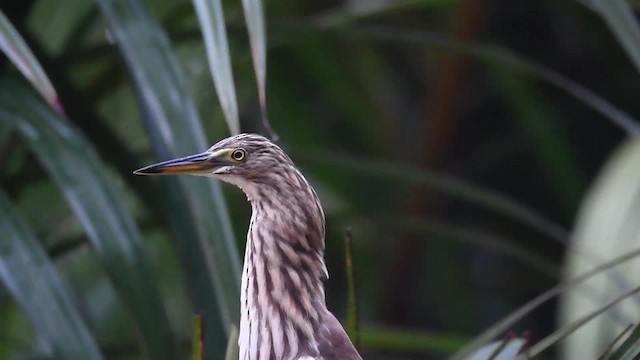 Indian Pond-Heron - ML201235321