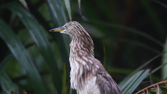 Indian Pond-Heron - ML201235331