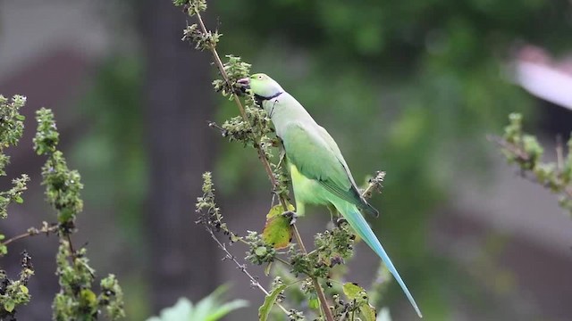 Rose-ringed Parakeet - ML201235341