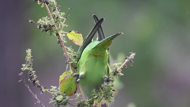 Rose-ringed Parakeet - ML201235351