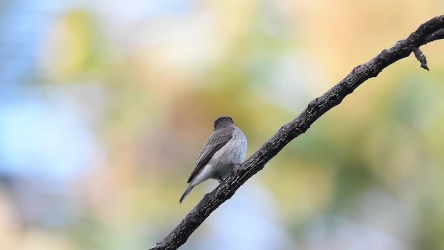 Asian Brown Flycatcher - ML201235381