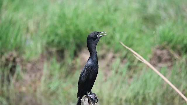 Cormoran de Vieillot - ML201235421