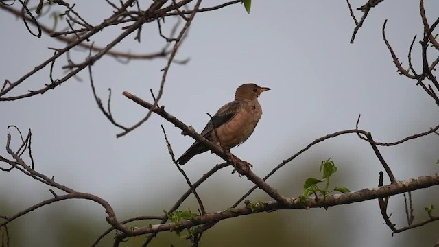 Rosy Starling - ML201235441