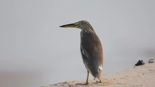 Indian Pond-Heron - ML201235481