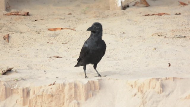 Large-billed Crow (Indian Jungle) - ML201235491