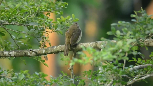 Bulbul à sourcils blancs - ML201235501