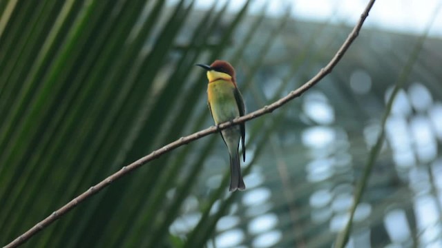 Chestnut-headed Bee-eater - ML201235511