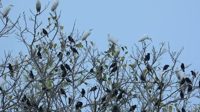 Common Myna - ML201235541