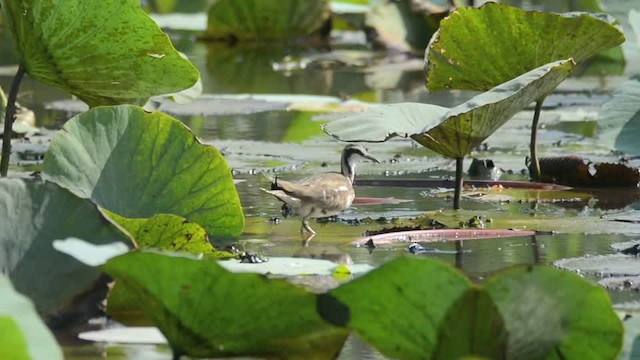 Pheasant-tailed Jacana - ML201235581