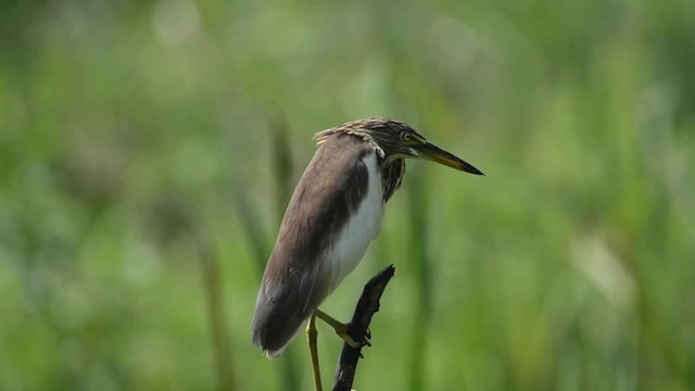 Indian Pond-Heron - ML201235621