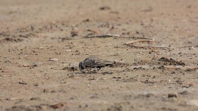Ashy-crowned Sparrow-Lark - ML201235701