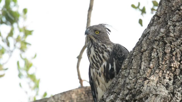 Aigle huppé (cirrhatus/ceylanensis) - ML201235721