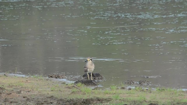 Great Thick-knee - ML201235741