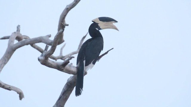 Malabar Pied-Hornbill - ML201235751