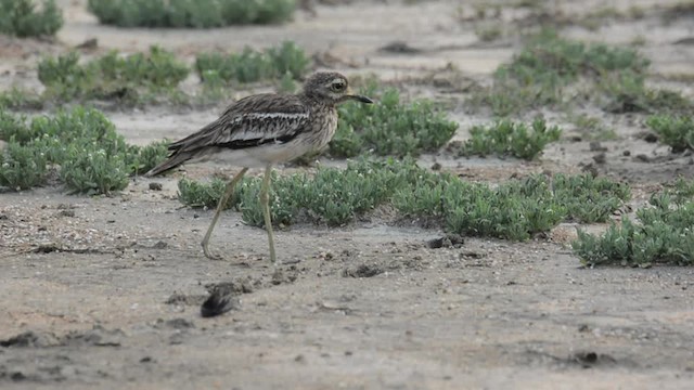 dytík indický - ML201235781