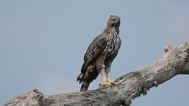 Indienhaubenadler (cirrhatus/ceylanensis) - ML201235811