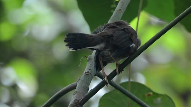 Common Myna - ML201235821