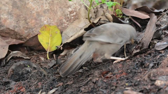 Yellow-billed Babbler - ML201235831