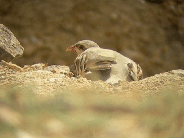 Хахилаг - ML201235931