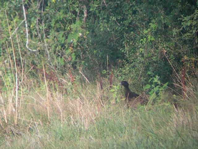 Ring-necked Pheasant - ML201235941