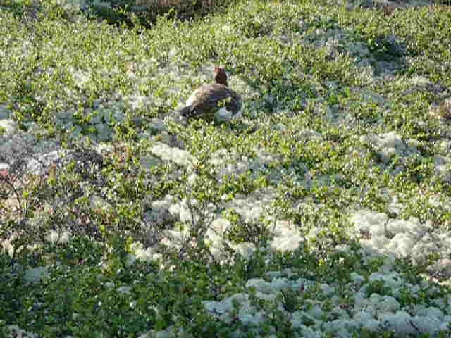 カラフトライチョウ（lagopus グループ） - ML201235951