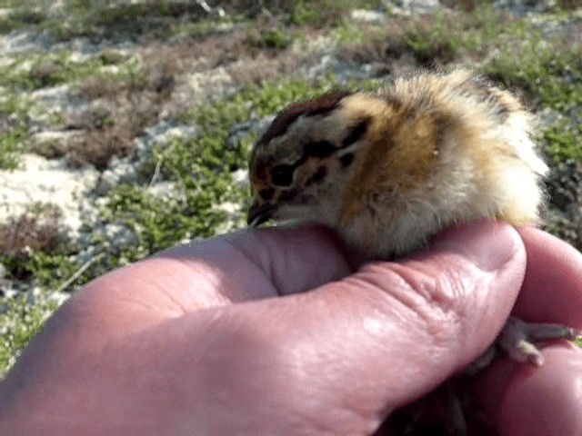 Moorschneehuhn [lagopus-Gruppe] - ML201235971