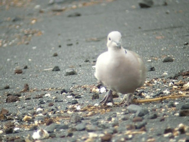 African Collared-Dove - ML201235981