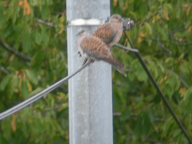 European Turtle-Dove - ML201236001