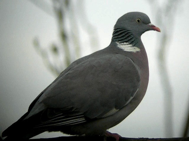 holub hřivnáč [skupina palumbus] - ML201236031