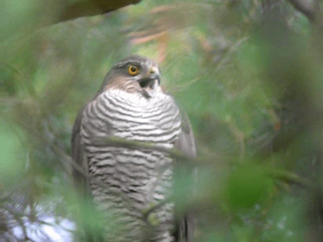 Eurasian Sparrowhawk - ML201236081