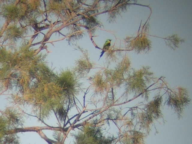 Blue-cheeked Bee-eater - ML201236151