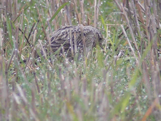 Eurasian Skylark (European) - ML201236281