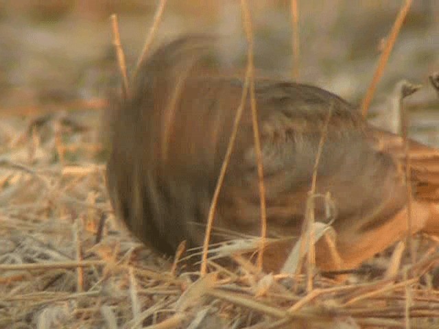 Согсоот болжмор - ML201236321