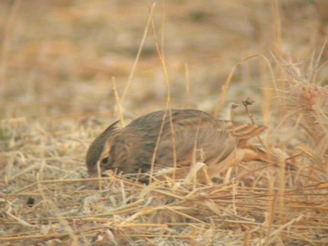 Согсоот болжмор - ML201236331