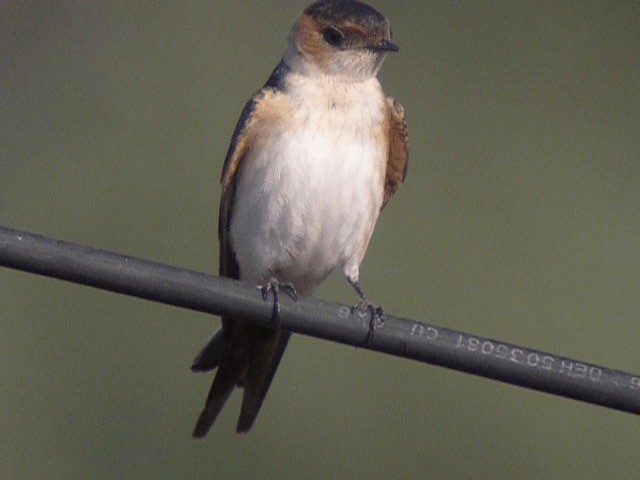 European Red-rumped Swallow - ML201236381