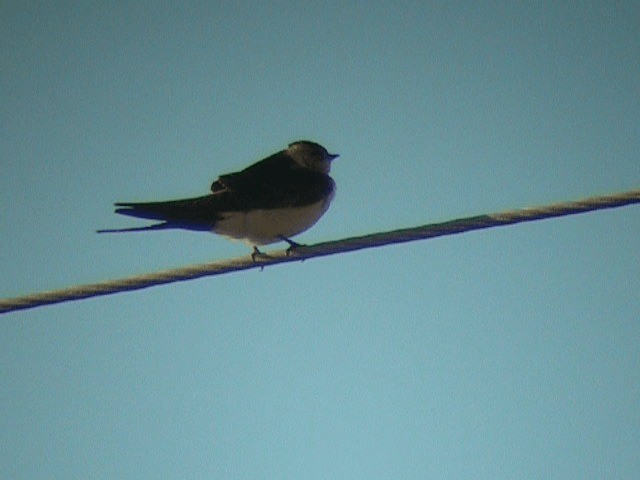 European Red-rumped Swallow - ML201236391